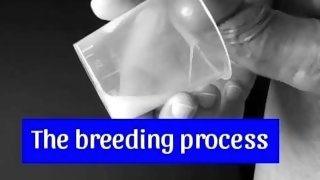 The breeding process