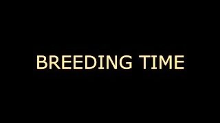 Breeding time for your CUNT (audo roleplay) BREEDING KINK/FETISH creampie dirty talking
