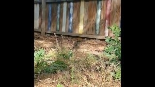 Too many weeds for Pawg P1SSQUEEN Pisses pulling weeds again