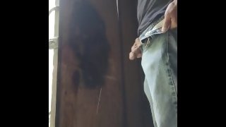 pissing in the barn