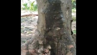 Girl pissed near a big old tree with one leg up