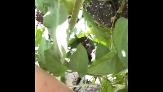 Dripping hot wet piss onto tomato plants